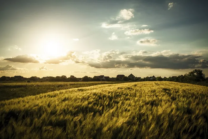 Gerahmter Druck : Weizenfeld über Himmel mit Sonnenuntergang. Gerahmter Druck : Weizenfeld über Himmel mit Sonnenuntergang.