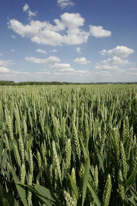 Gerahmter Druck : Weizenfeld in Sommer. Gerahmter Druck : Weizenfeld in Sommer.