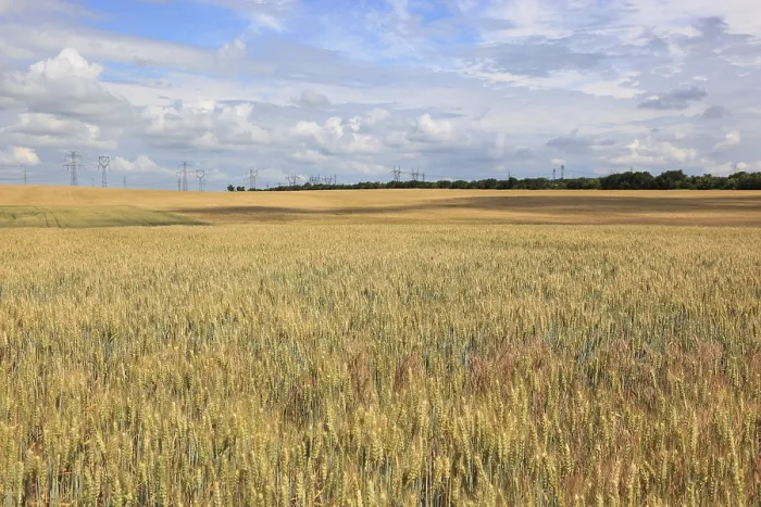 Gerahmter Druck : Getreidefeld im Sommer Gerahmter Druck : Getreidefeld im Sommer
