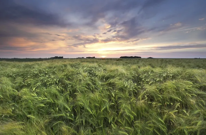 Gerahmter Druck : Weizenfeld bei Sommeruntergang. Gerahmter Druck : Weizenfeld bei Sommeruntergang.