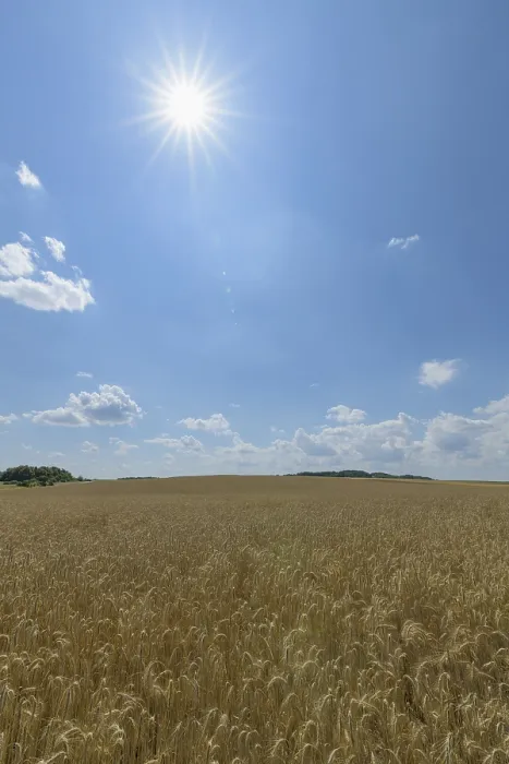 Gerahmter Druck : Weizenfeld mit Sonne im Sommer. Gerahmter Druck : Weizenfeld mit Sonne im Sommer.