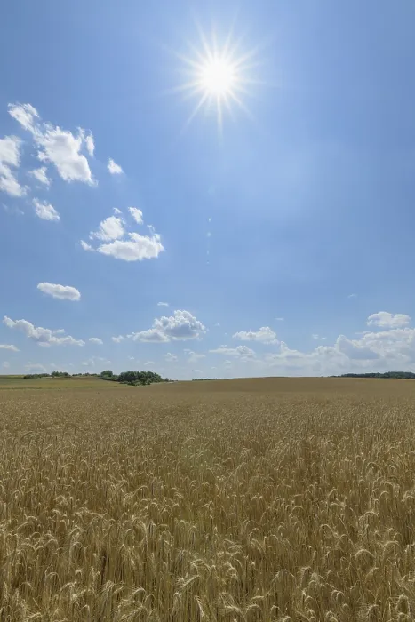 Gerahmter Druck : Getreidefeld mit Sonne im Sommer. Gerahmter Druck : Getreidefeld mit Sonne im Sommer.