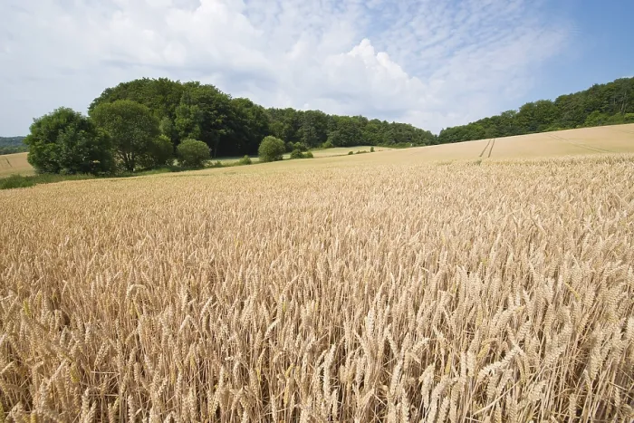 Gerahmter Druck : Weizenfeld, Thüringen, Deutschland Gerahmter Druck : Weizenfeld, Thüringen, Deutschland