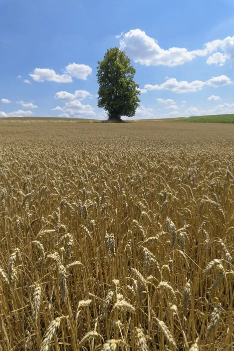Gerahmter Druck : Weizenfeld mit Baum im Sommer. Gerahmter Druck : Weizenfeld mit Baum im Sommer.