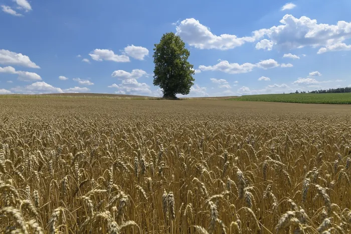 Gerahmter Druck : Weizenfeld mit Baum im Sommer. Gerahmter Druck : Weizenfeld mit Baum im Sommer.