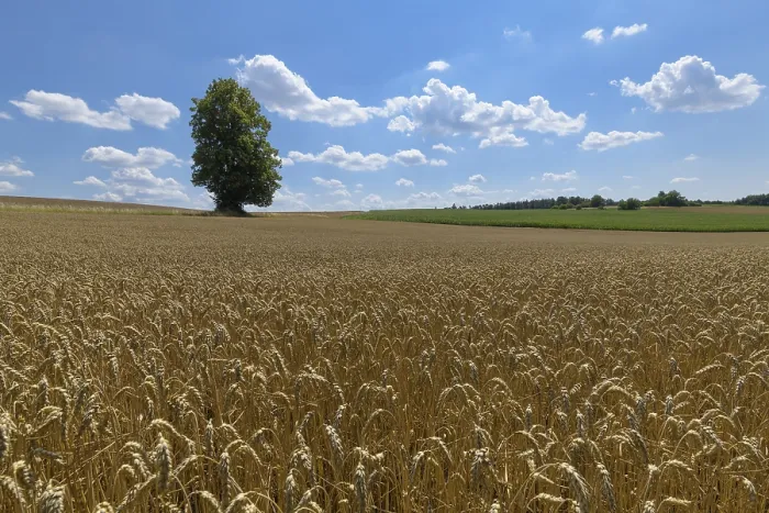 Gerahmter Druck : Weizenfeld mit Baum im Sommer. Gerahmter Druck : Weizenfeld mit Baum im Sommer.