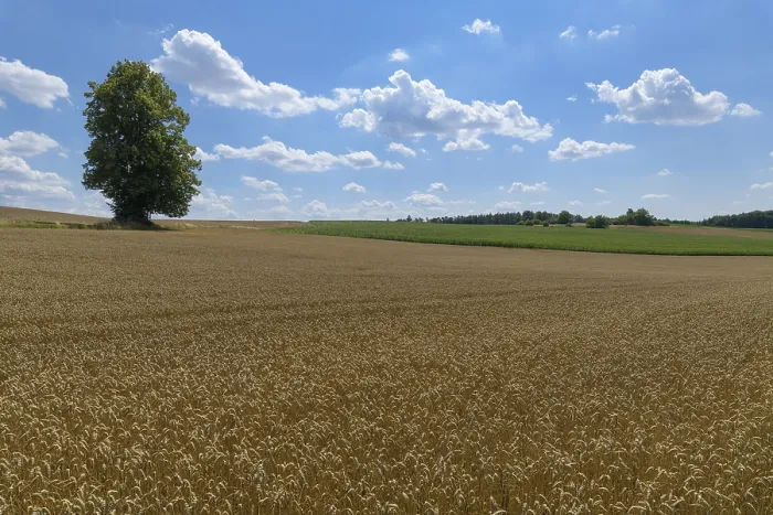 Gerahmter Druck : Weizenfeld mit Baum im Sommer. Gerahmter Druck : Weizenfeld mit Baum im Sommer.