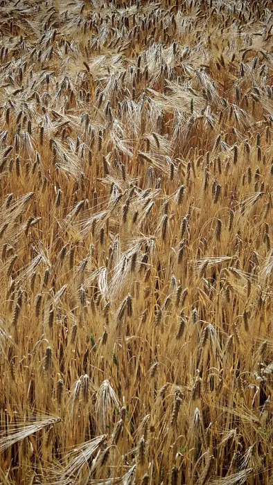 Gerahmter Druck : Ein Weizenfeld (Triticum) mit dichtem Wuchs. Gerahmter Druck : Ein Weizenfeld (Triticum) mit dichtem Wuchs.
