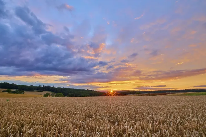 Gerahmter Druck : Getreidefeld (Triticum) im Vordergrund, umgeben von Wald unter einem Abendhimmel mit Wolken und Sonnenuntergang, Sommer, Großheubach, Miltenberg, Spessart, Bayern Gerahmter Druck : Getreidefeld (Triticum) im Vordergrund, umgeben von Wald unter einem Abendhimmel mit Wolken und Sonnenuntergang, Sommer, Großheubach, Miltenberg, Spessart, Bayern