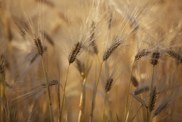 Gerahmter Druck : Weizenfelder im Sommer kurz vor der Ernte. Gerahmter Druck : Weizenfelder im Sommer kurz vor der Ernte.