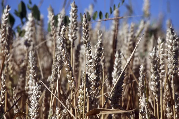 Gerahmter Druck : Weizen wächst im Feld.