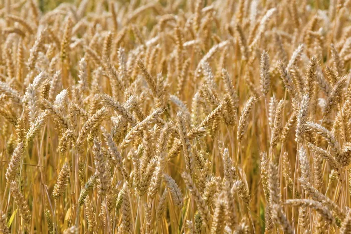 Gerahmter Druck : Wheatfield Gerahmter Druck : Wheatfield