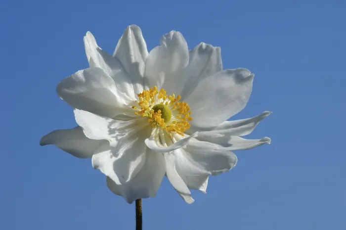 Gerahmter Druck : Weißer Anemone Gerahmter Druck : Weißer Anemone