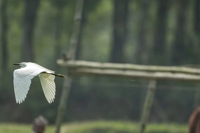 Gerahmter Druck : Ein weißes Vogel in der Luft gegenüber einem Hintergrund eines Waldes.