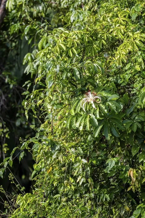 Gerahmter Druck : Weiße Blüte im Regenwald. Gerahmter Druck : Weiße Blüte im Regenwald.