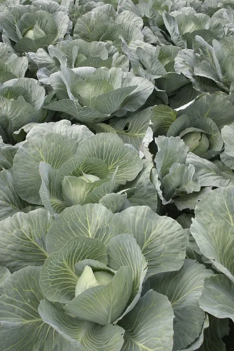 Gerahmter Druck : Weißer Kohl 1 Gerahmter Druck : Weißer Kohl 1