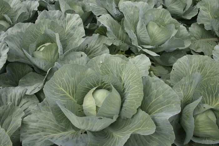 Gerahmter Druck : Weißkohl 4 Gerahmter Druck : Weißkohl 4