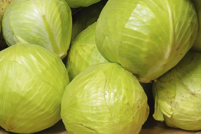 Gerahmter Druck : Weißkohl Gerahmter Druck : Weißkohl