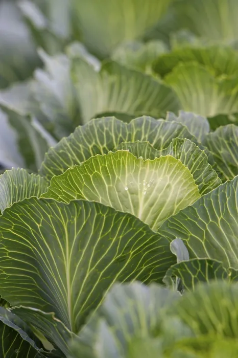 Gerahmter Druck : Weißkohl, Nahansicht, Feld. Gerahmter Druck : Weißkohl, Nahansicht, Feld.