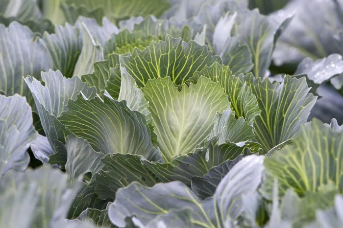 Gerahmter Druck : Weißkohl, Nahansicht, Feld. Gerahmter Druck : Weißkohl, Nahansicht, Feld.