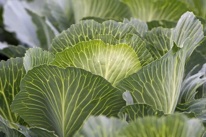 Gerahmter Druck : Weißkohl, Nahansicht, Feld. Gerahmter Druck : Weißkohl, Nahansicht, Feld.