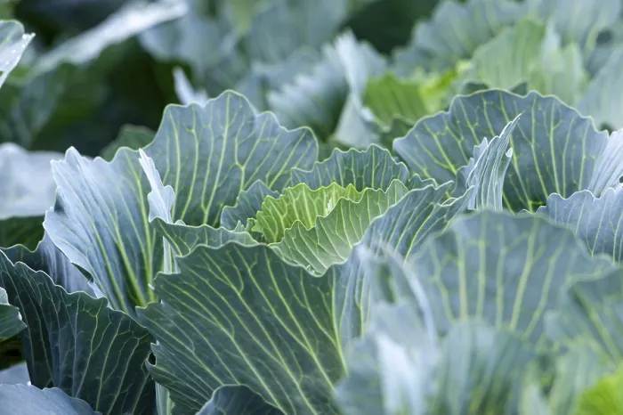 Gerahmter Druck : Weißkohl, Nahansicht, Feld. Gerahmter Druck : Weißkohl, Nahansicht, Feld.