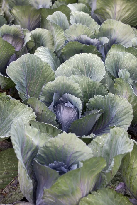 Gerahmter Druck : Weißkohl, Weißkohl, Nahansicht. Gerahmter Druck : Weißkohl, Weißkohl, Nahansicht.