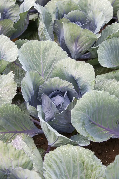 Gerahmter Druck : Weißkohl, weißkohl, Close-up. Gerahmter Druck : Weißkohl, weißkohl, Close-up.