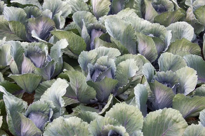 Gerahmter Druck : Weißkohl, Weißkohl, Nahansicht. Gerahmter Druck : Weißkohl, Weißkohl, Nahansicht.
