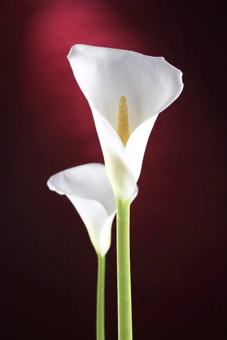 Gerahmter Druck : Weißer Calla Gerahmter Druck : Weißer Calla