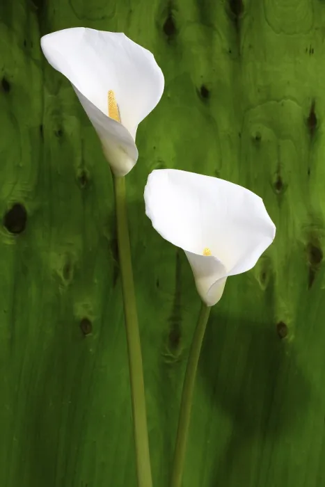 Gerahmter Druck : Weißer Calla Gerahmter Druck : Weißer Calla