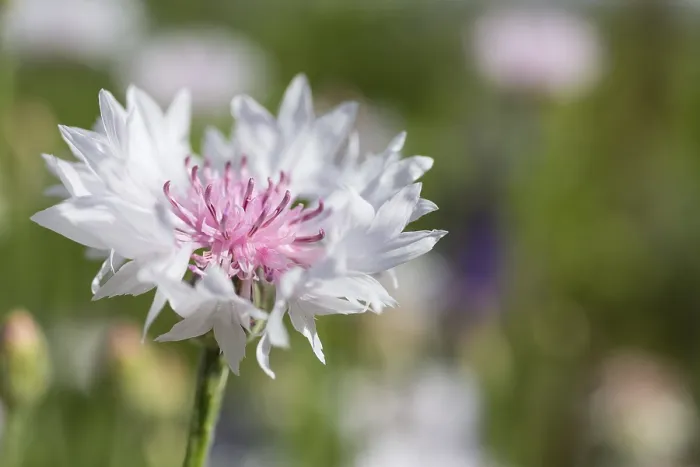 Gerahmter Druck : Weißer Kornblume (Centaurea cyanus) Gerahmter Druck : Weißer Kornblume (Centaurea cyanus)