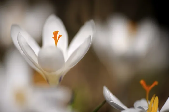 Gerahmter Druck : Weißer Schneeglöckchen (Crocus) - Krokuswiese im Hintergrund. Gerahmter Druck : Weißer Schneeglöckchen (Crocus) - Krokuswiese im Hintergrund.