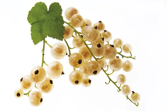 Gerahmter Druck : Weißkirschen (Ribes) Gerahmter Druck : Weißkirschen (Ribes)