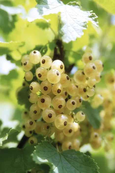 Gerahmter Druck : Weißkirschen (Ribes) Gerahmter Druck : Weißkirschen (Ribes)