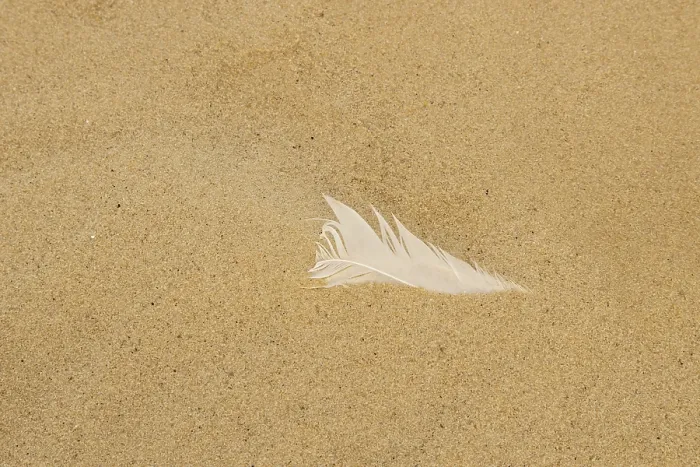 Gerahmter Druck : Weißer Federbusch auf einem sandigen Strand. Gerahmter Druck : Weißer Federbusch auf einem sandigen Strand.