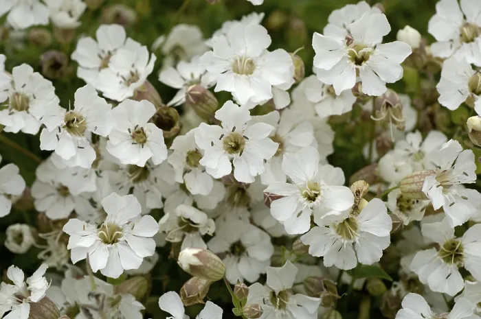 Gerahmter Druck : Weiße Blumen. Gerahmter Druck : Weiße Blumen.
