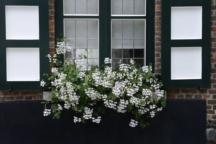 Gerahmter Druck : Weiße Geranie am Fenster, Pelargonium. Gerahmter Druck : Weiße Geranie am Fenster, Pelargonium.