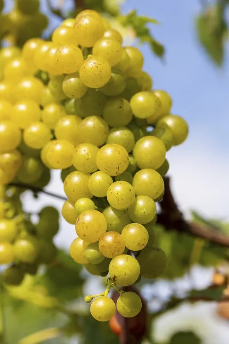 Gerahmter Druck : Weißweintrauben auf einem Weinberg Gerahmter Druck : Weißweintrauben auf einem Weinberg