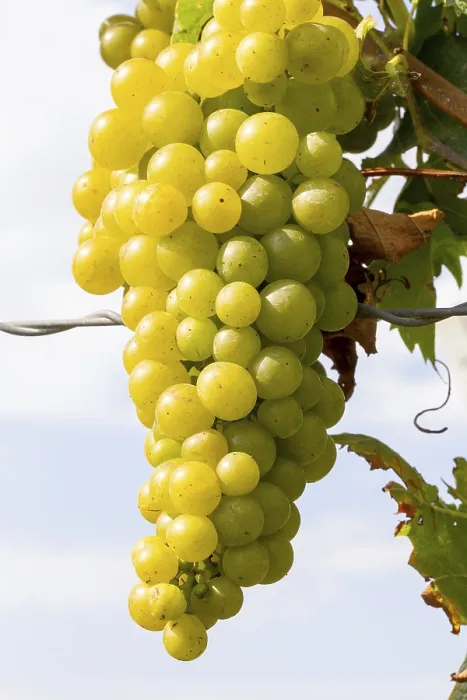 Gerahmter Druck : Weißweinsorten auf einem Weinberg. Gerahmter Druck : Weißweinsorten auf einem Weinberg.