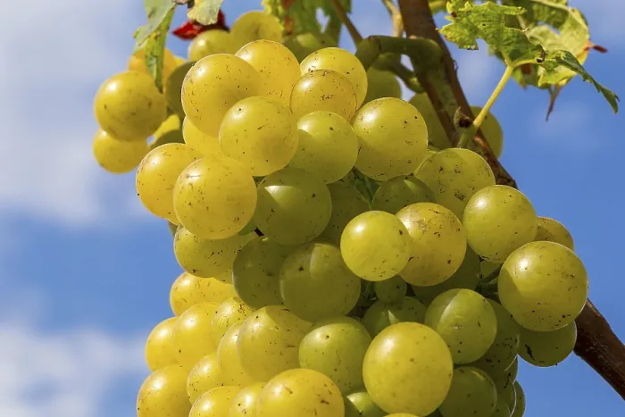 Gerahmter Druck : Weißweinsorten auf einem Weinstock. Gerahmter Druck : Weißweinsorten auf einem Weinstock.