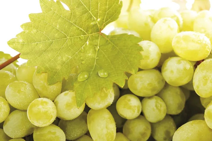 Gerahmter Druck : Weißwein und Weinblatt.