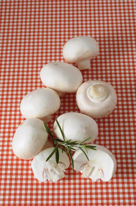 Gerahmter Druck : Weißpilze Gerahmter Druck : Weißpilze