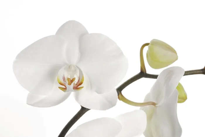 Gerahmter Druck : Weißer Orchideenstrauch Gerahmter Druck : Weißer Orchideenstrauch