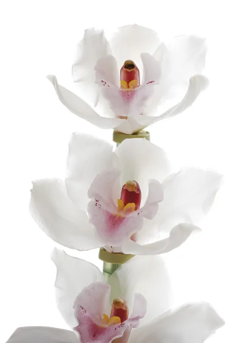 Gerahmter Druck : Weiße Orchideen. Gerahmter Druck : Weiße Orchideen.