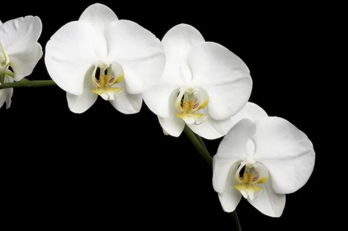 Gerahmter Druck : Weiße Orchideen auf einem schwarzen Hintergrund. Gerahmter Druck : Weiße Orchideen auf einem schwarzen Hintergrund.