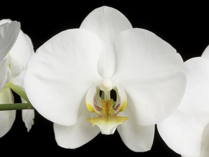 Gerahmter Druck : Weiße Orchideen auf einem schwarzen Hintergrund. Gerahmter Druck : Weiße Orchideen auf einem schwarzen Hintergrund.