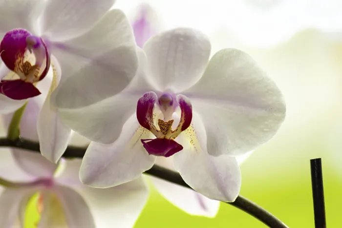 Gerahmter Druck : Weiße Orchideen in Blüte. Gerahmter Druck : Weiße Orchideen in Blüte.