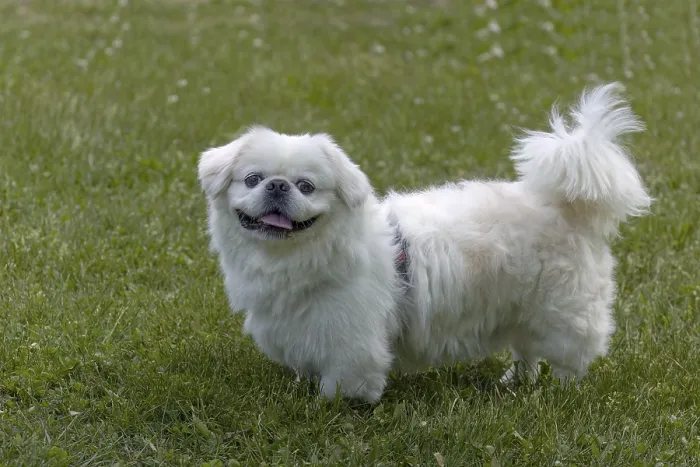 Gerahmter Druck : Weiße Pekingesen auf einem Wiesen. Gerahmter Druck : Weiße Pekingesen auf einem Wiesen.