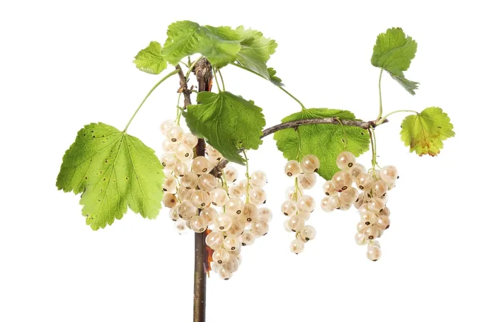 Gerahmter Druck : Weißer Johannisbeere (Ribes rubrum) Gerahmter Druck : Weißer Johannisbeere (Ribes rubrum)